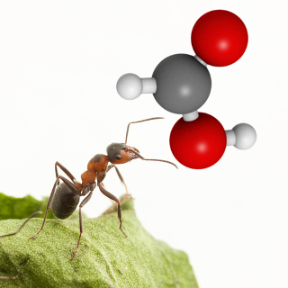 A dor intensa da picada das formigas vermelhas vem da ação do ácido fórmico ou ácido metanoico