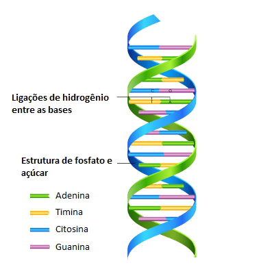 O esquema acima mostra a estrutura do DNA segundo Watson e Crick