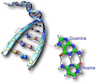 Representação de parte da dupla-hélice do DNA formada pela guanina com a citosina