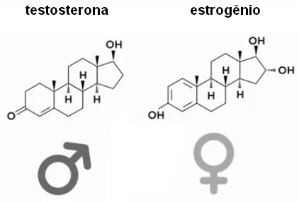 Fórmulas estruturais da testosterona e do estrogênio