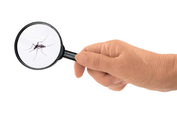 Diferenças entre a Dengue, Chikungunya e Zika