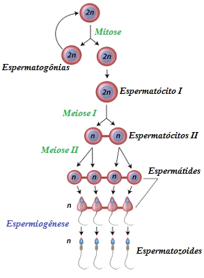 Sistema reprodutor Espermatogenese