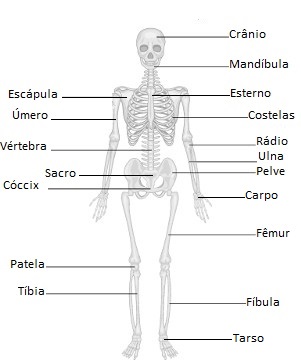 Observe o nome de alguns ossos do sistema esquelético humano