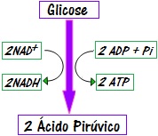 Observe um esquema resumido da glicólise