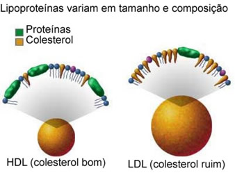As lipoproteínas se apresentam como HDL (colesterol bom) e como LDL (colesterol ruim)