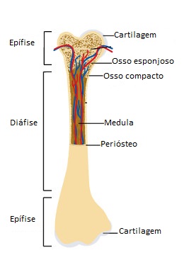 Observe a estrutura de um osso longo