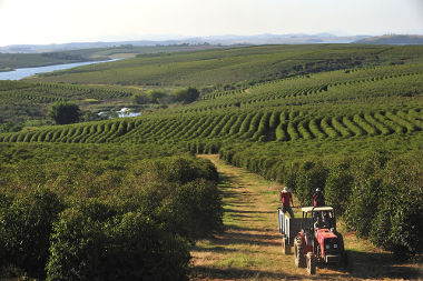 Produção cafeeira em Alfenas, Minas Gerais *
