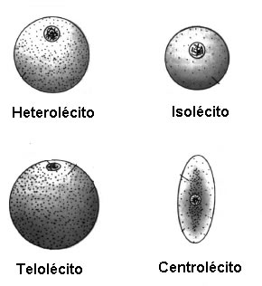 Tipos de óvulos
