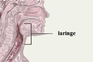 Resultado de imagem para laringe