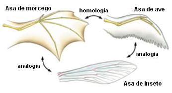 Organismos diferentes com fisiologia estrutural semelhante.