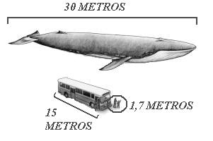 Resultado de imagem para baleia azul e homem comparaÃ§Ã£o imagens